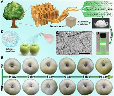 Cellulose Nanofibers Extracted From Natural Wood Improve the Postharvest Appearance Quality of Apples